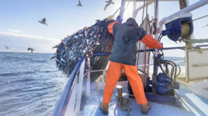 Fisherman Pulling Net