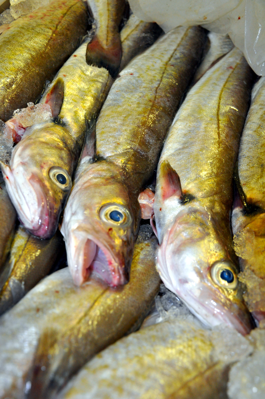 Fresh Fish Peterhead Fish Market