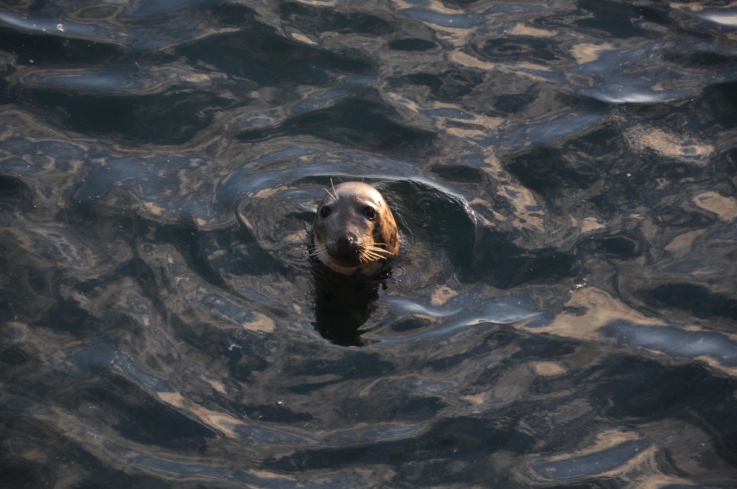 Seal waits Patently For Fish