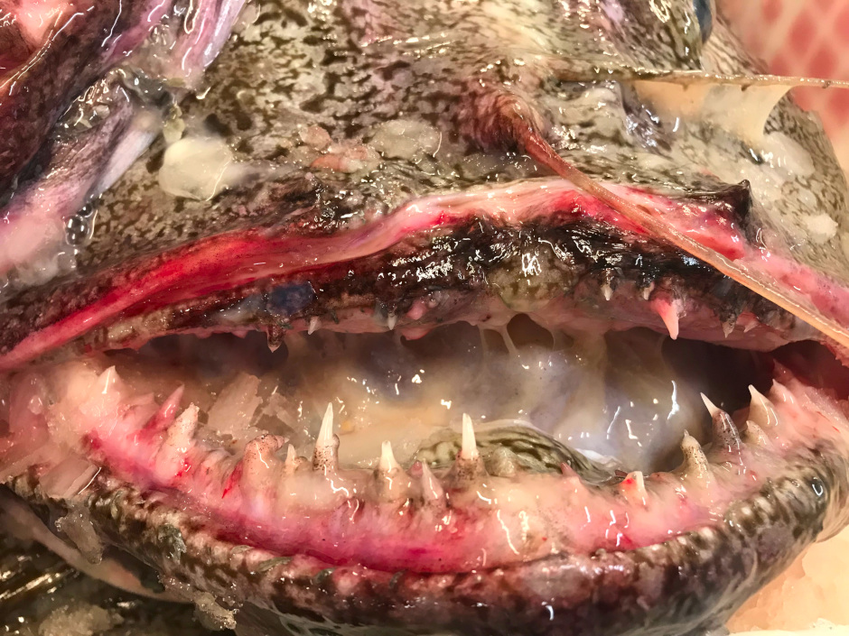 Wholesale Monkfish Closeup