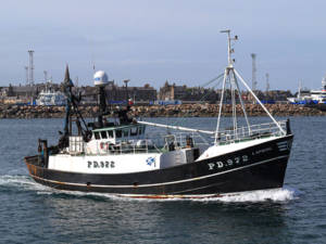 Lapwing Peterhead Scotland