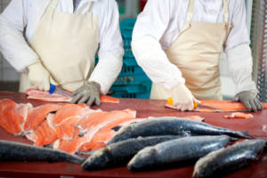 Filleting Wholesale Fish