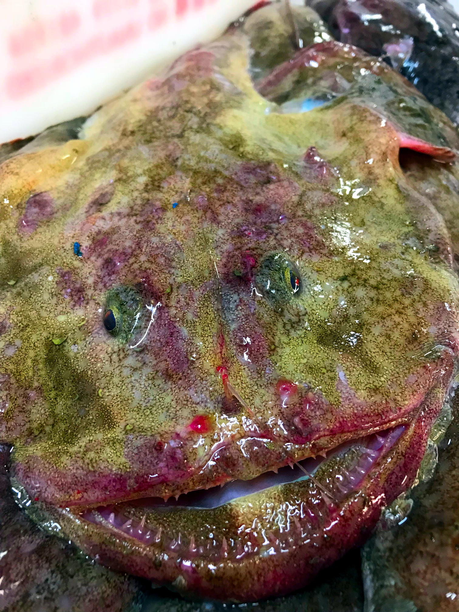 A Wholesale Monkfish showing its true colours