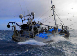 Marrfish Boat - Budding Rose