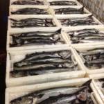 Boxes of fresh wholesale fish, Peterhead fish market