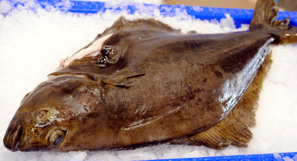 freshhalibut Marrfish Wholesale Fish & Seafood Delivery