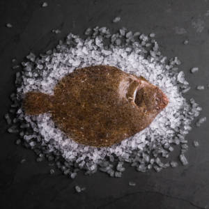 Wholesale Brill