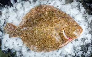wholesale brill