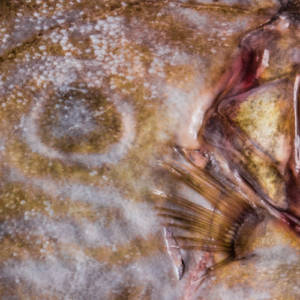 John Dory Flesh