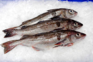 Wholesale Haddock