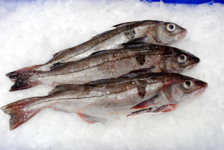 freshhaddock Marrfish Wholesale Fish & Seafood Delivery