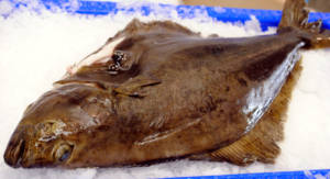 Farmed Wholesale Halibut