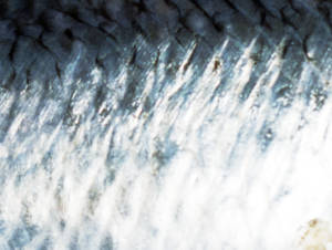 Herring flesh