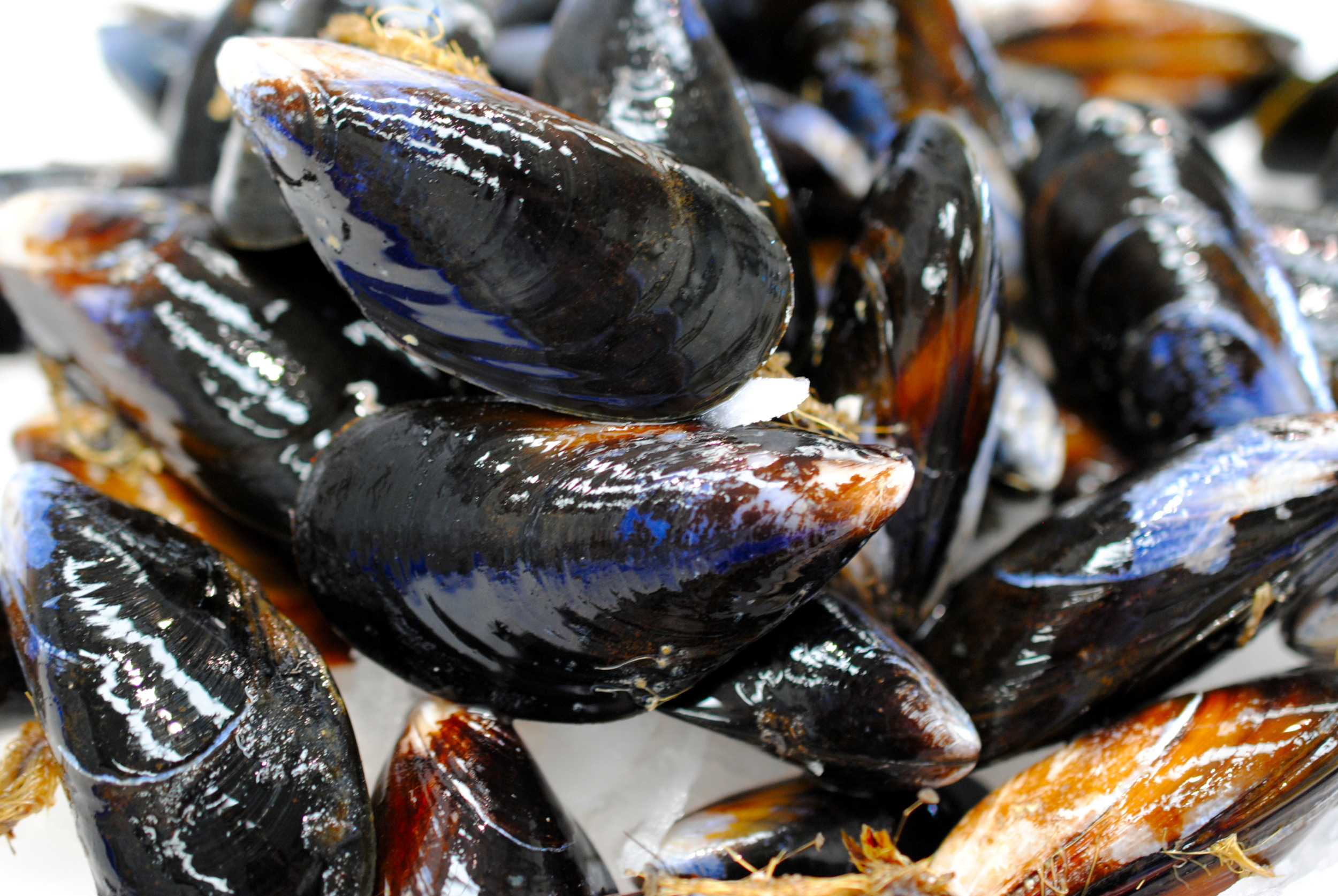 freshmussels Marrfish Fish & Seafood Home Delivery