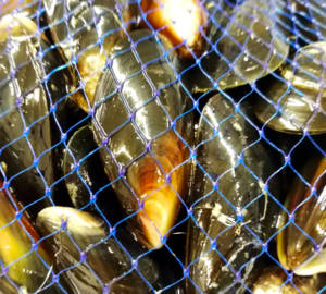 wholesale mussels