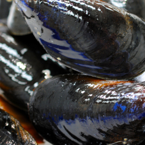 Wholesale Mussels