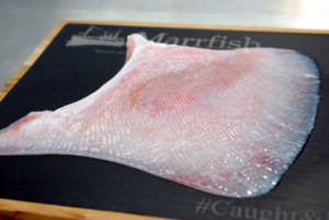 Wholesale Ray Wings