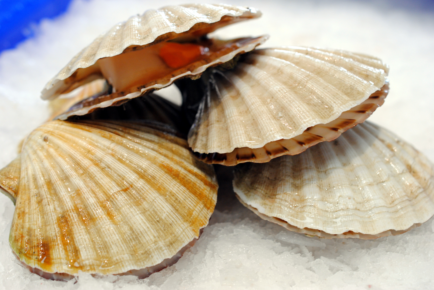 freshscallops Marrfish Wholesale Fish & Seafood Delivery