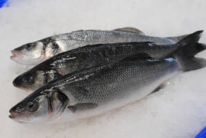 Farmed Seabass