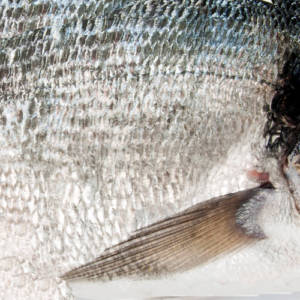 Seabass Flesh