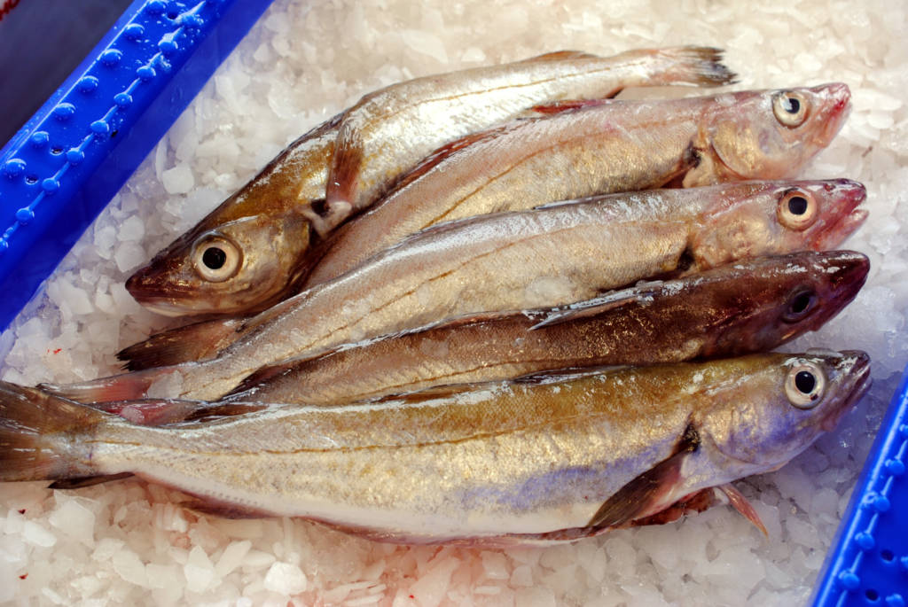 Where Can I Buy Fresh Whiting Fish Near Me