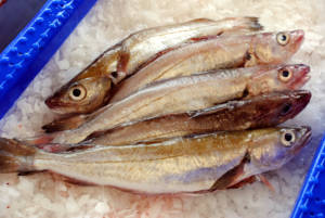 Wholesale Whiting