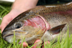 Chalkstream Trout