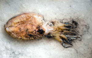 Wholesale Cuttlefish