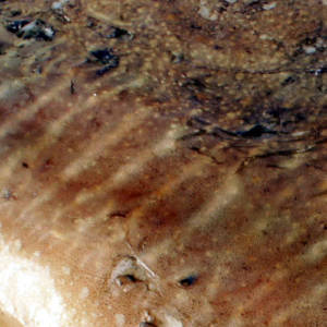 cuttlefish flesh