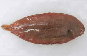 wholesale dover sole