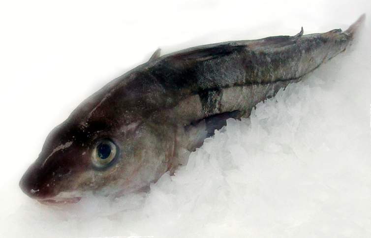 fresh-haddock - Marrfish - Wholesale Fish & Seafood Delivery