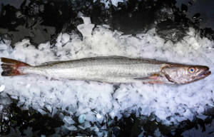 wholesale hake