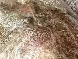 Hake Flesh