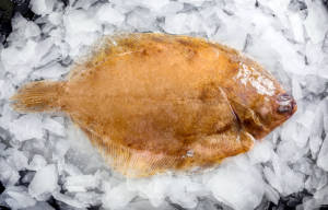 wholesale lemon sole