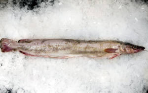 wholesale ling