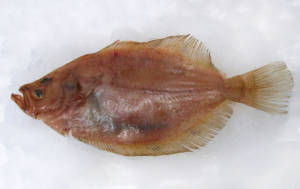 wholesale megrim