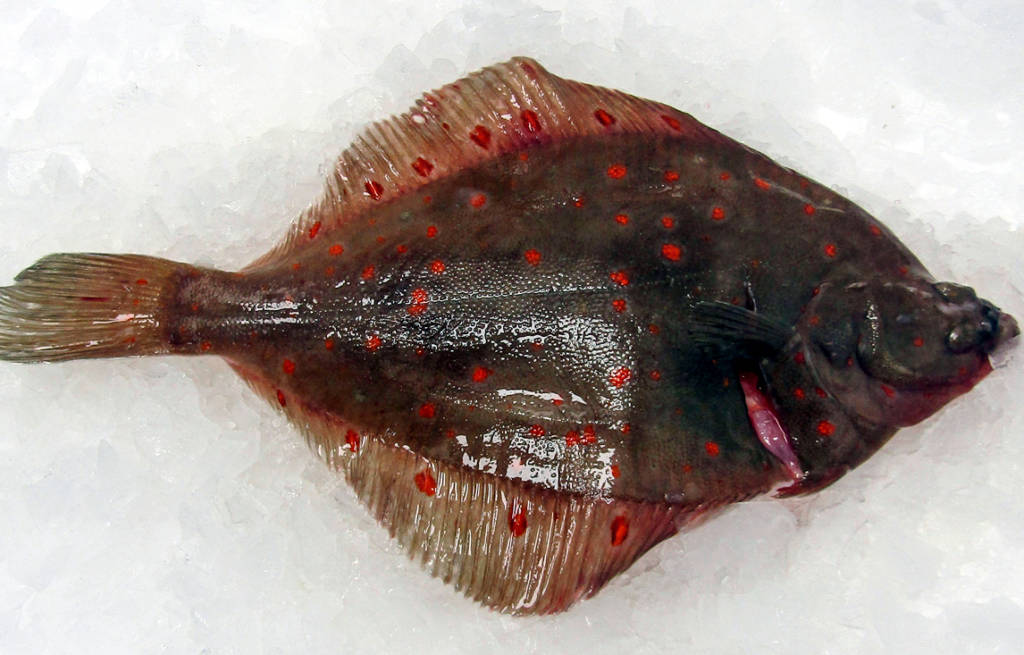 freshplaice Marrfish Wholesale Fish & Seafood Delivery