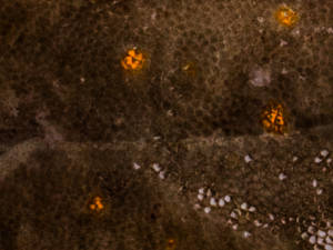 plaice flesh