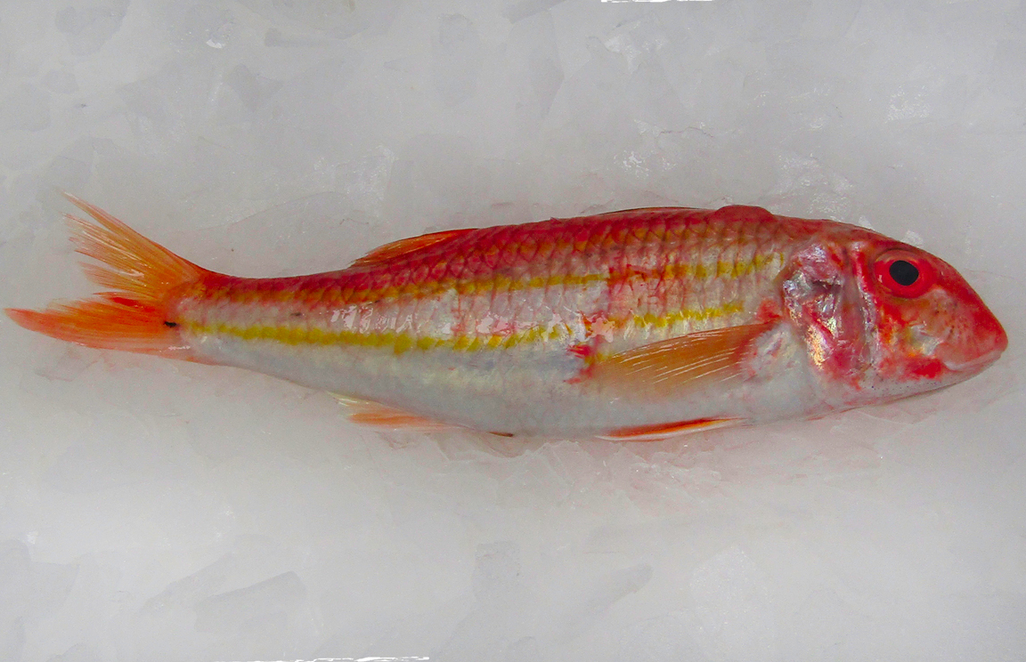wholesale red mullet