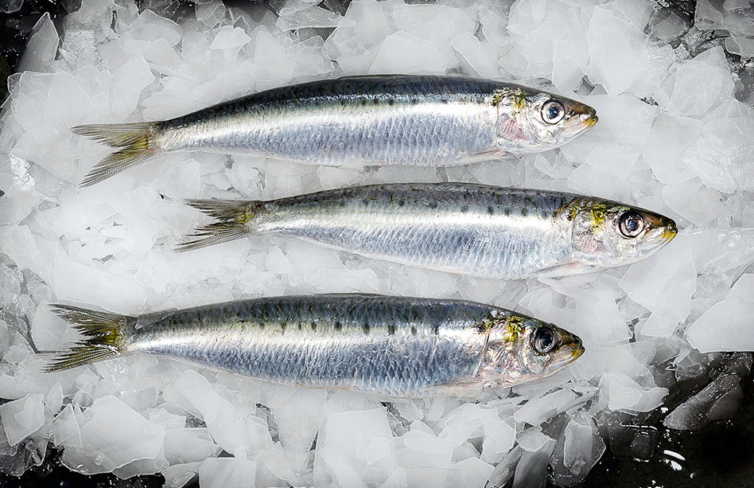 Wholesale-sardines - Marrfish - Wholesale Fish & Seafood Delivery