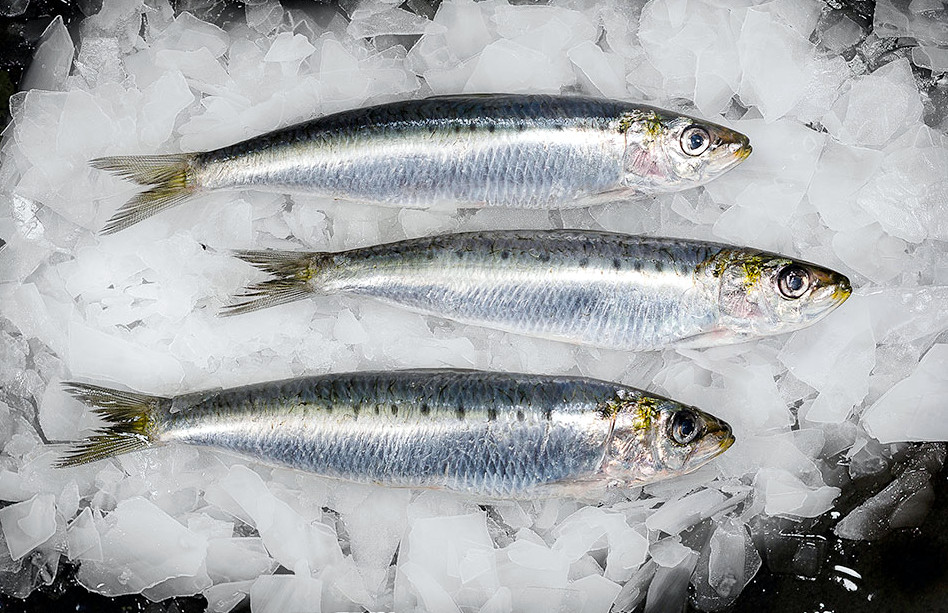 wholesale sardines