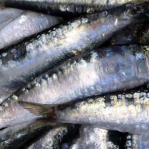 Wholesale Sardines