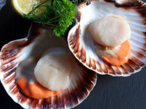 Wholesale Scallops