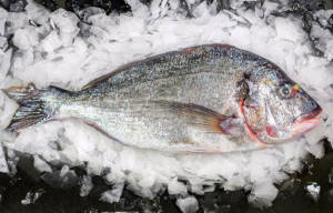 Wholesale Seabream