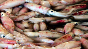Wholesale Squid