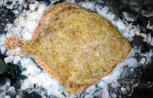 wholesale turbot