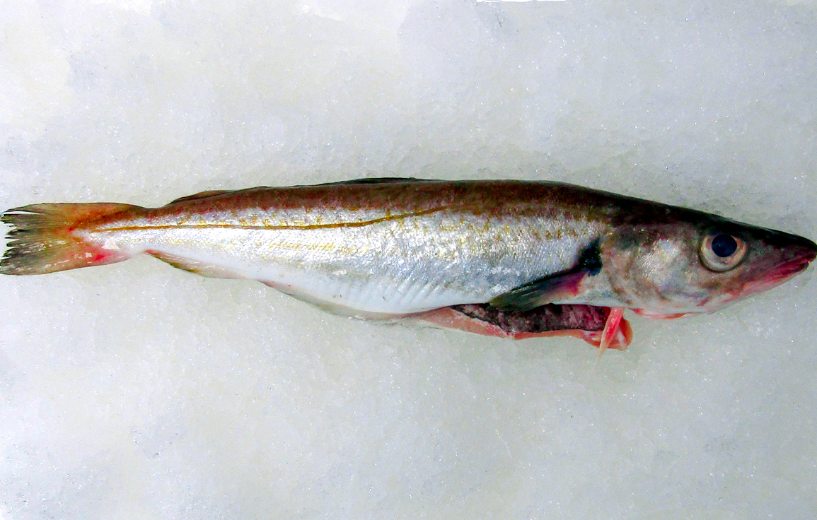 wholesale whiting