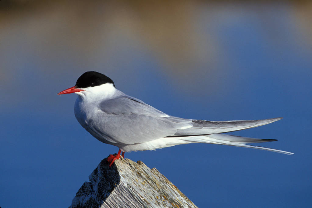 Arctic Tern Scotland