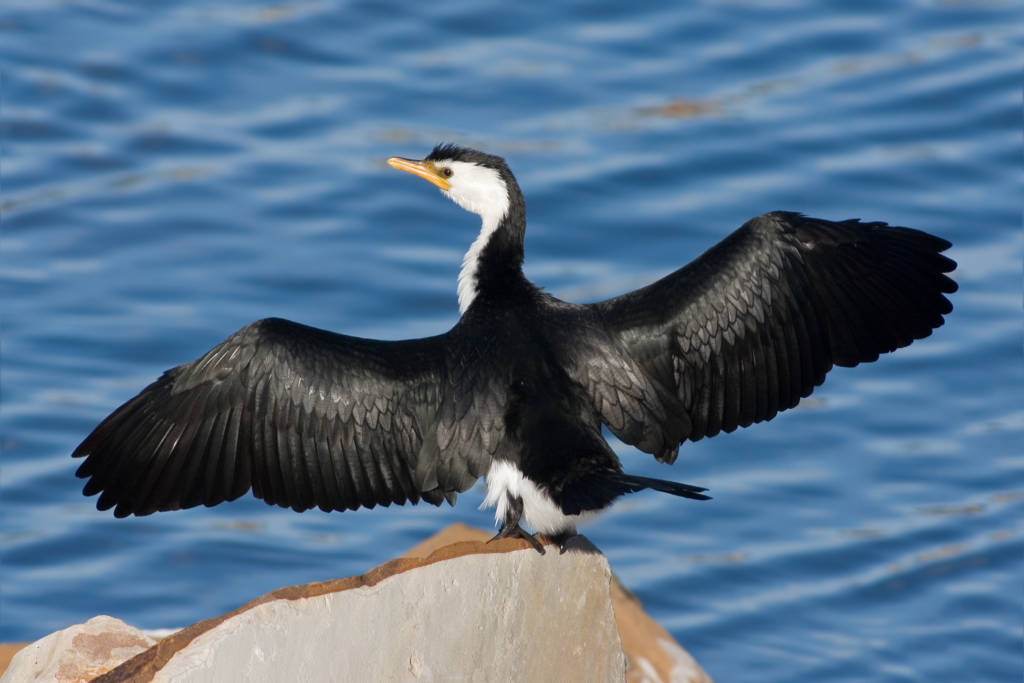 Cormorant Marrfish