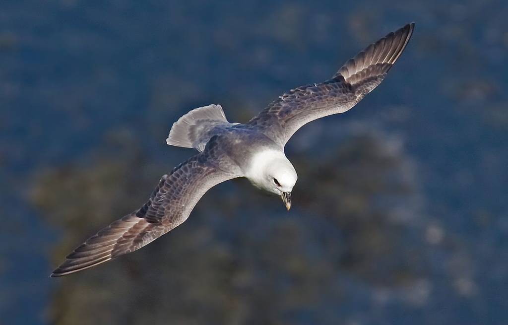 Fulmar Scotland